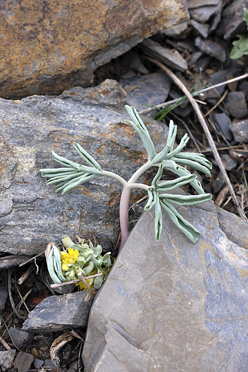 Image of Leontice ewersmanni specimen.