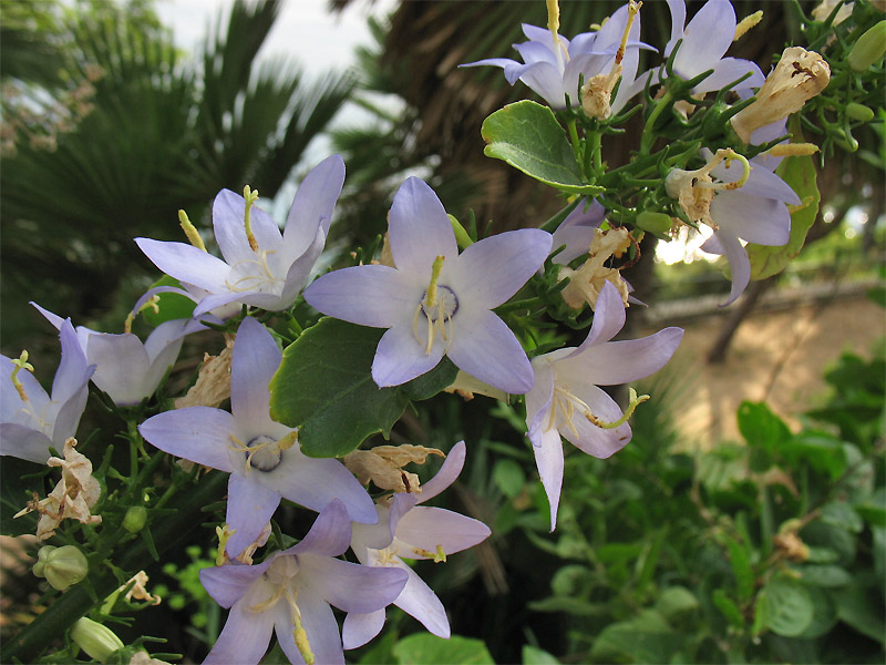 Image of Campanula pyramidalis specimen.