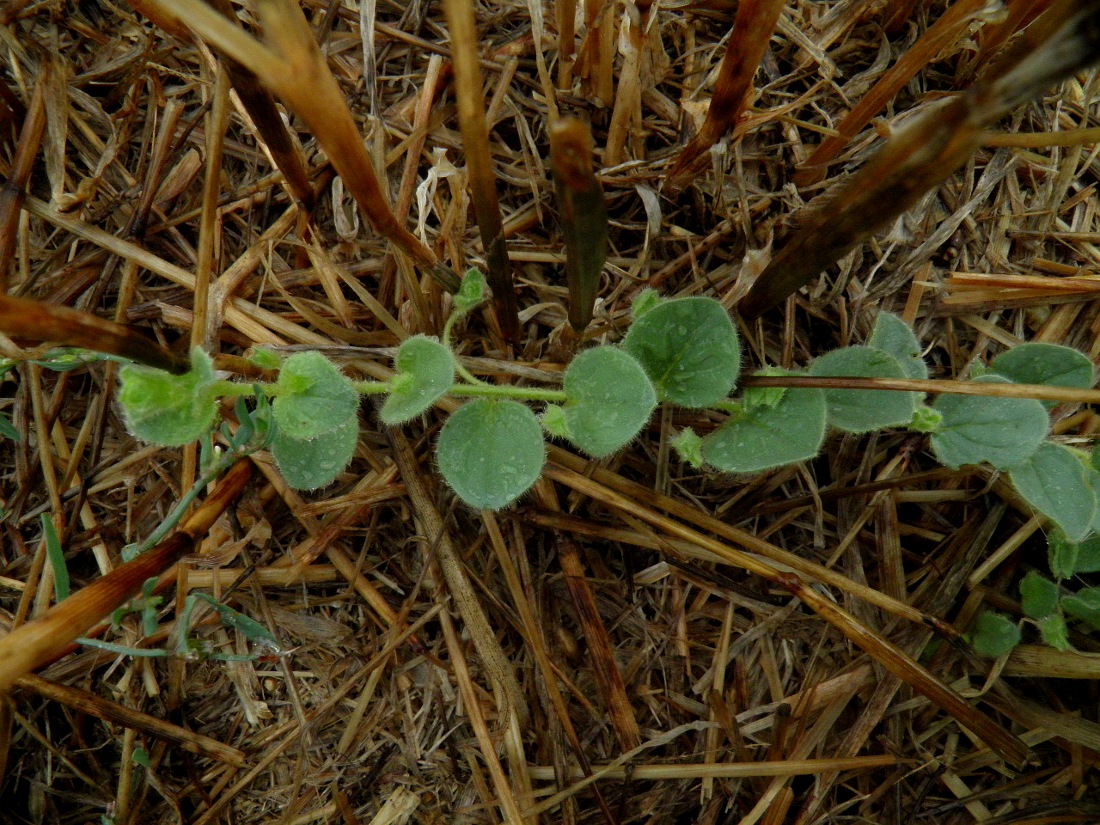 Image of Kickxia spuria specimen.