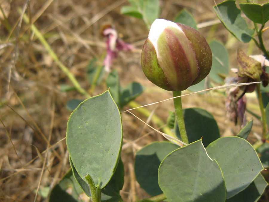 Image of Capparis herbacea specimen.