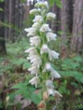 Goodyera repens