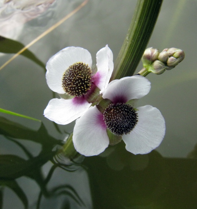 Изображение особи Sagittaria sagittifolia.