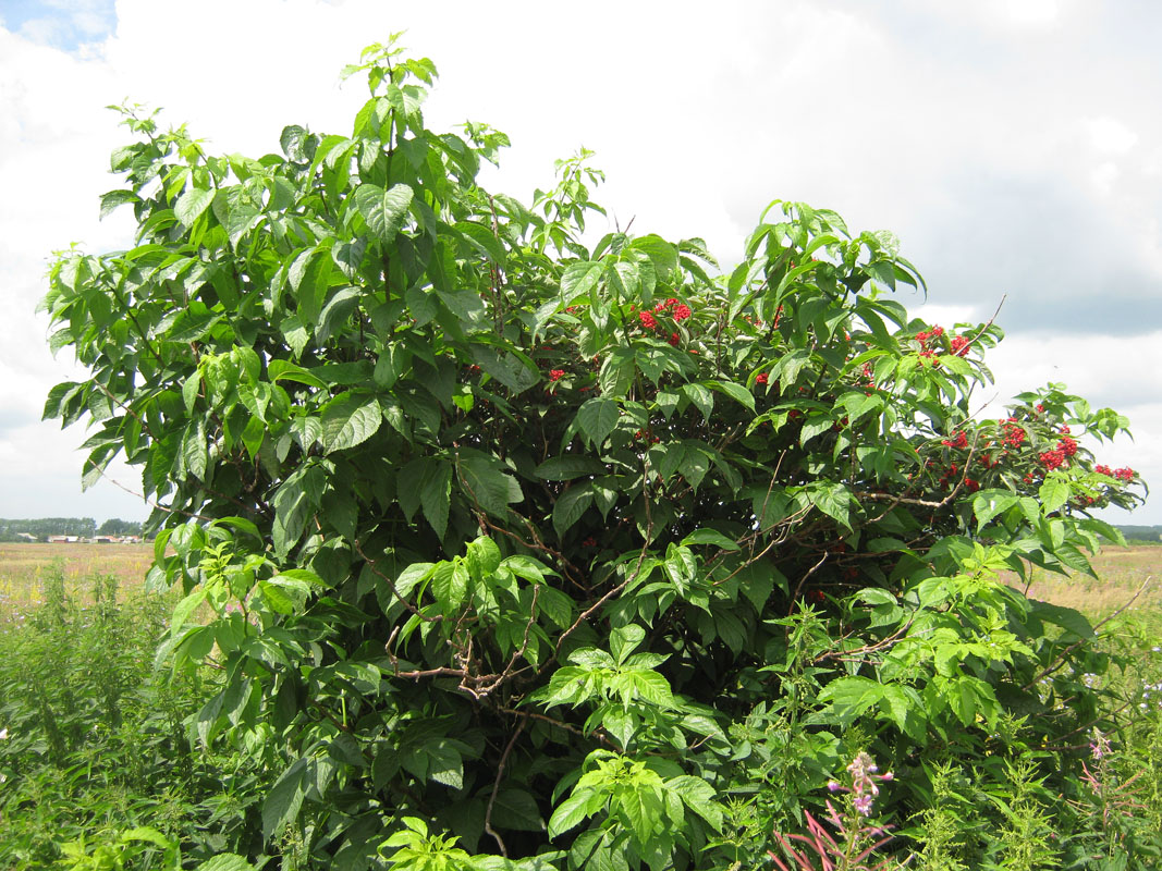 Изображение особи Sambucus racemosa.