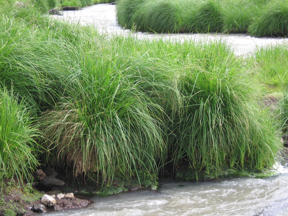 Image of genus Carex specimen.