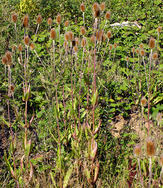 Изображение особи Dipsacus fullonum.