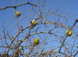 Maclura pomifera