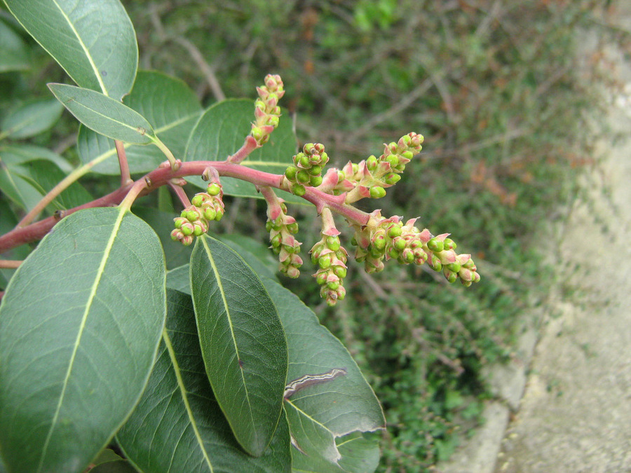 Image of Arbutus andrachne specimen.