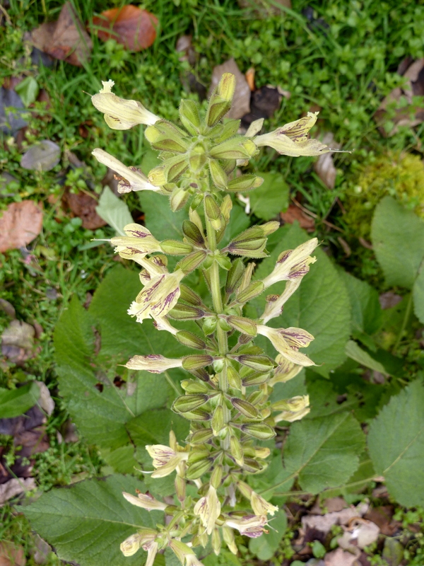 Image of Salvia glutinosa specimen.