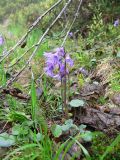 Soldanella montana