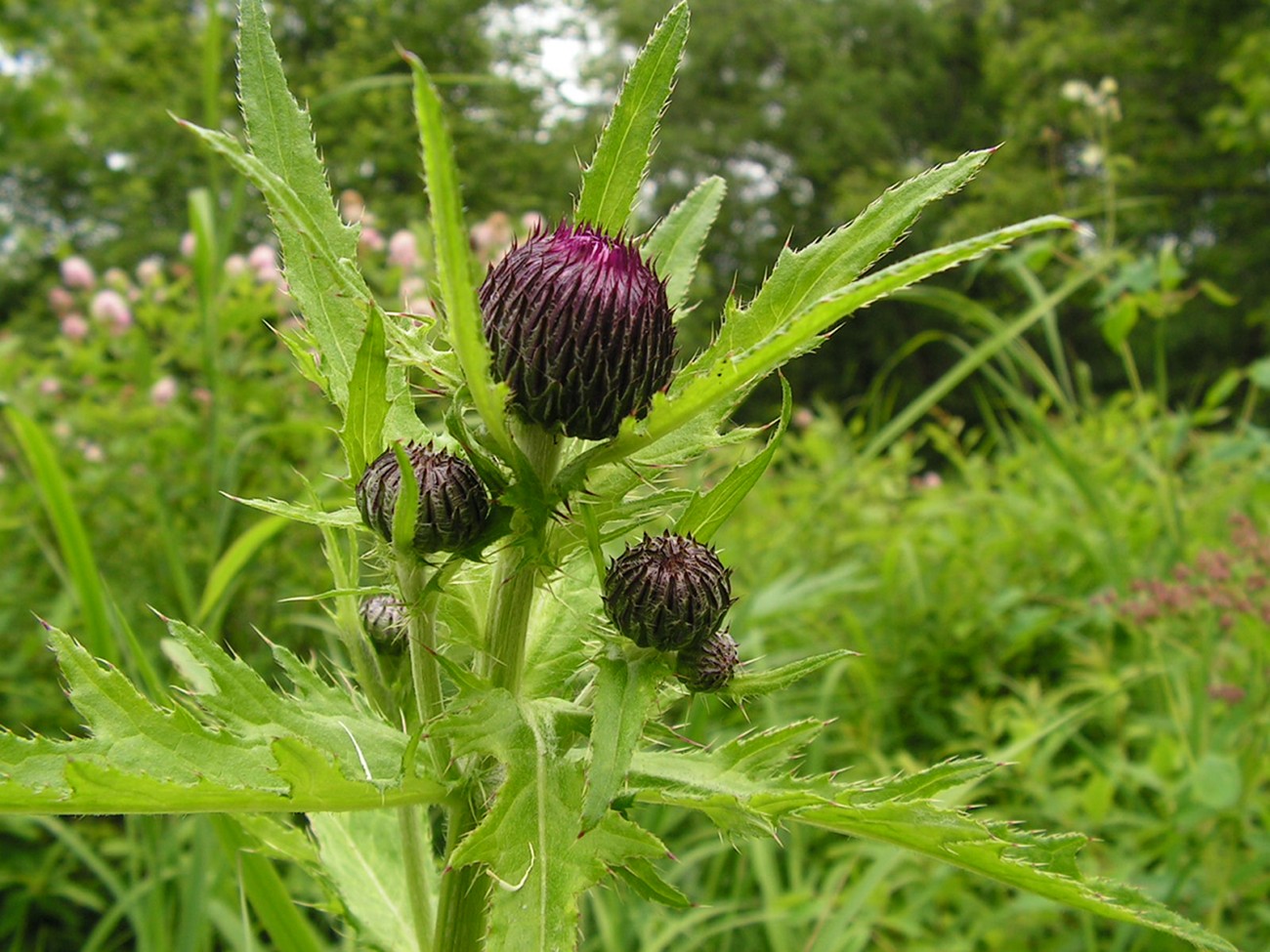 Image of Cirsium schantarense specimen.