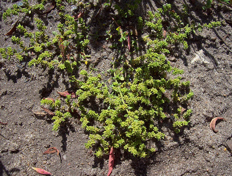 Image of Herniaria glabra specimen.