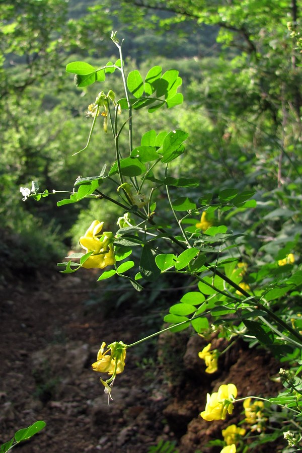 Image of Hippocrepis emeroides specimen.