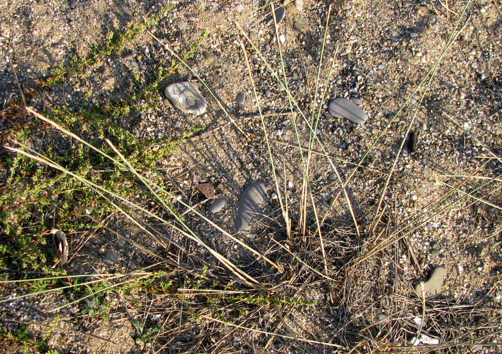 Image of Elytrigia bessarabica specimen.