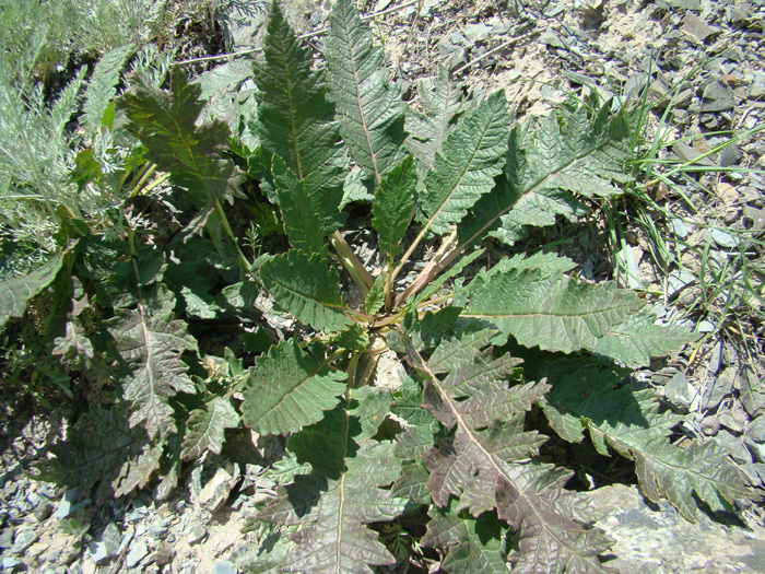 Image of Phlomoides integior specimen.