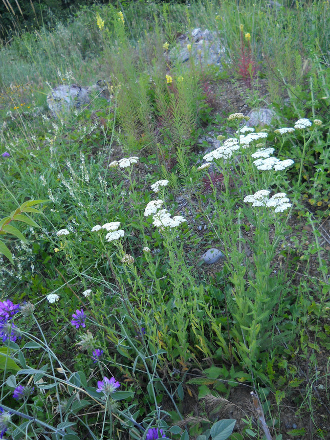 Изображение особи род Achillea.