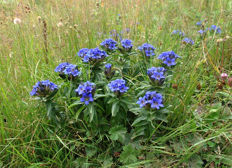 Изображение особи Gentiana septemfida.