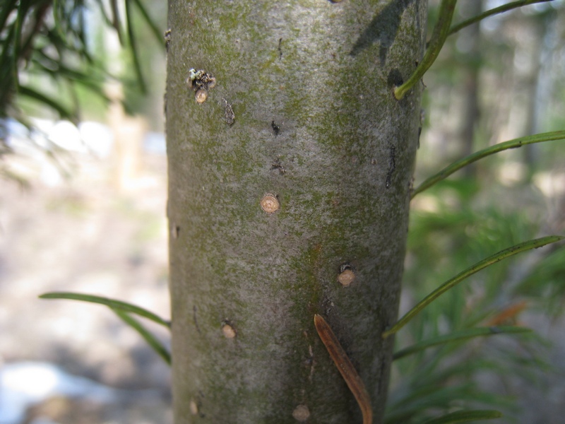 Изображение особи Abies sibirica.