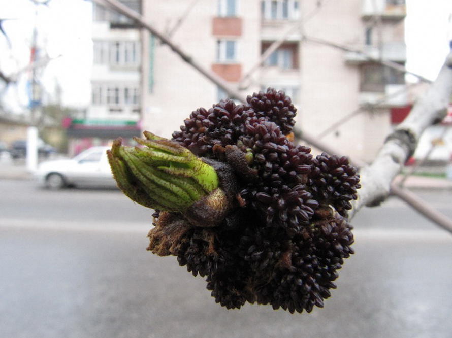 Image of genus Fraxinus specimen.