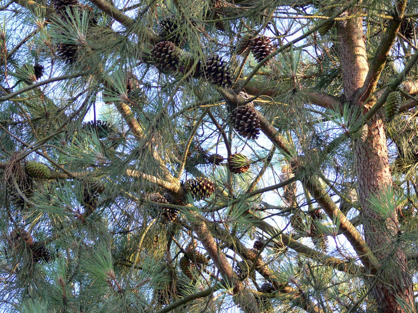 Image of genus Pinus specimen.