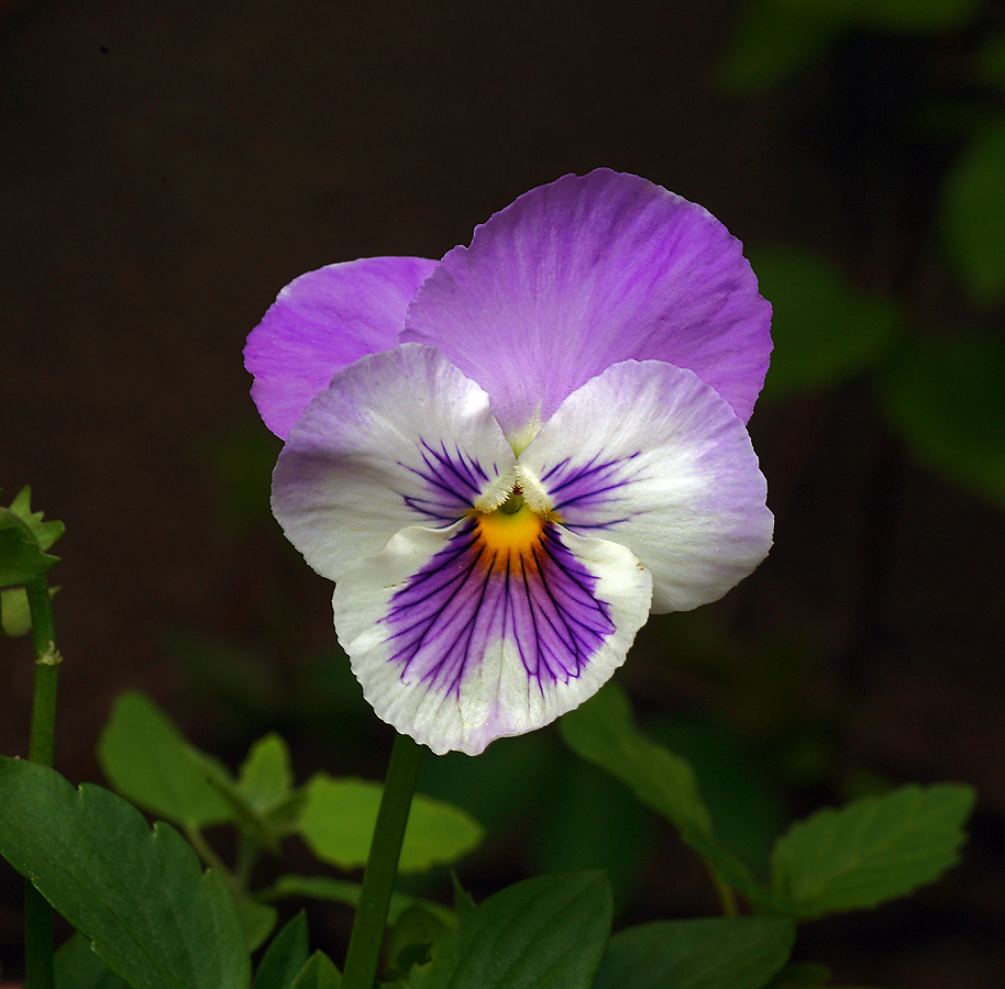 Image of Viola wittrockiana specimen.