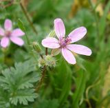 Смотреть изображение Erodium cicutarium