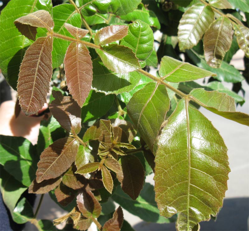 Image of Alectryon tomentosum specimen.