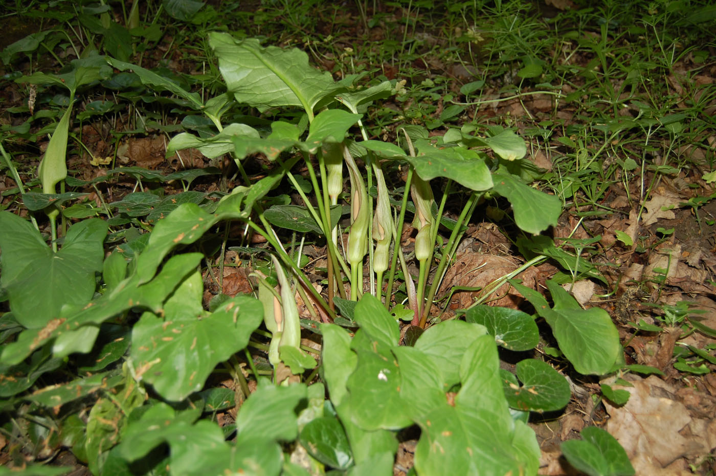 Изображение особи Arum besserianum.