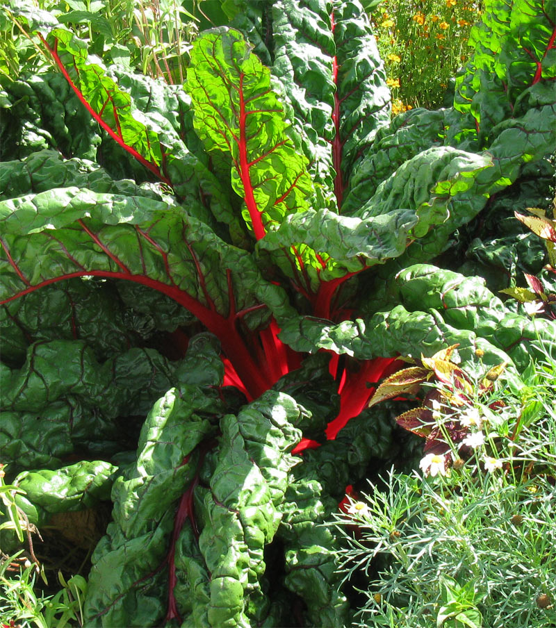 Image of Beta vulgaris ssp. cicla specimen.