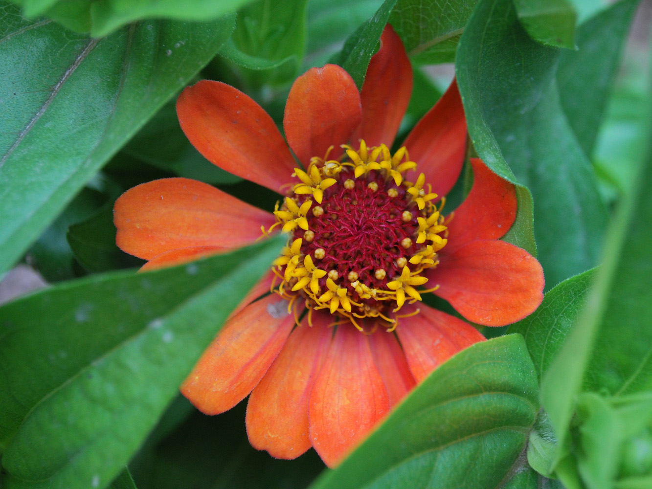 Image of Zinnia elegans specimen.