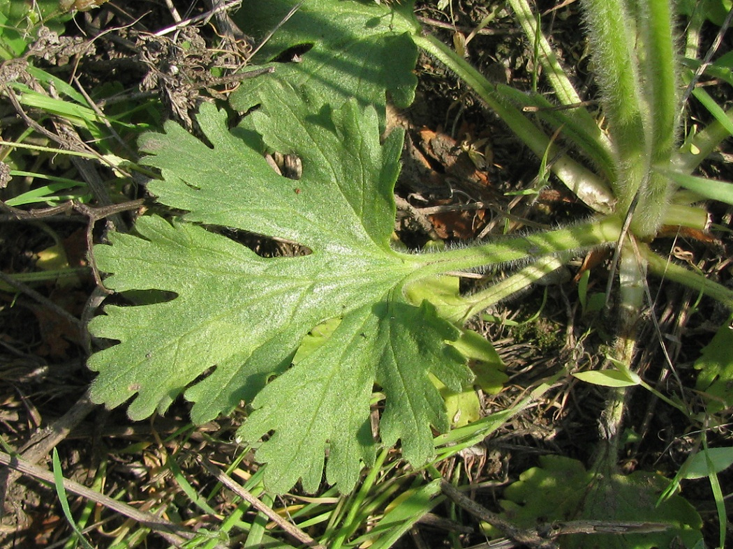 Image of Ranunculus oxyspermus specimen.