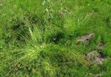 Carex leporina. Мощные растения. Окр. Архангельска, рудеральное местообитание. 03.08.2011.