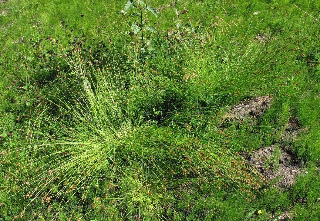 Image of Carex leporina specimen.