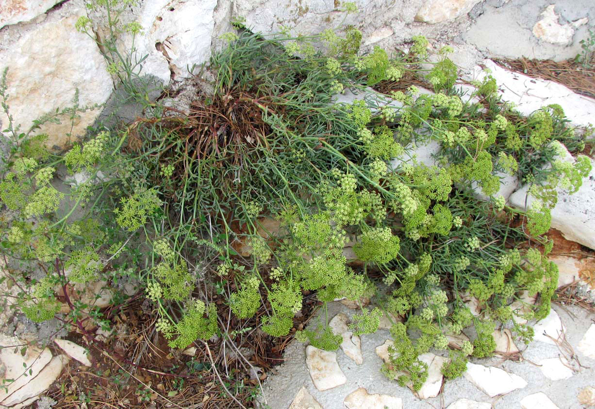 Image of Crithmum maritimum specimen.