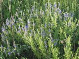 View full-size image Veronica jacquinii