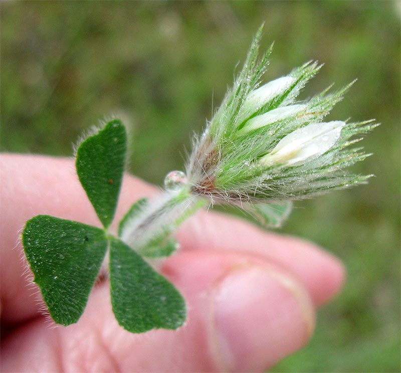 Image of Trifolium stellatum specimen.