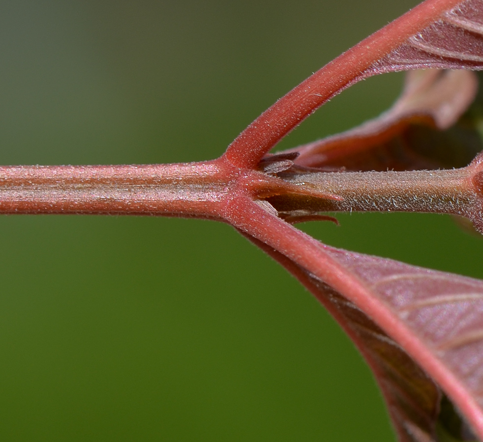 Image of Hamelia patens specimen.