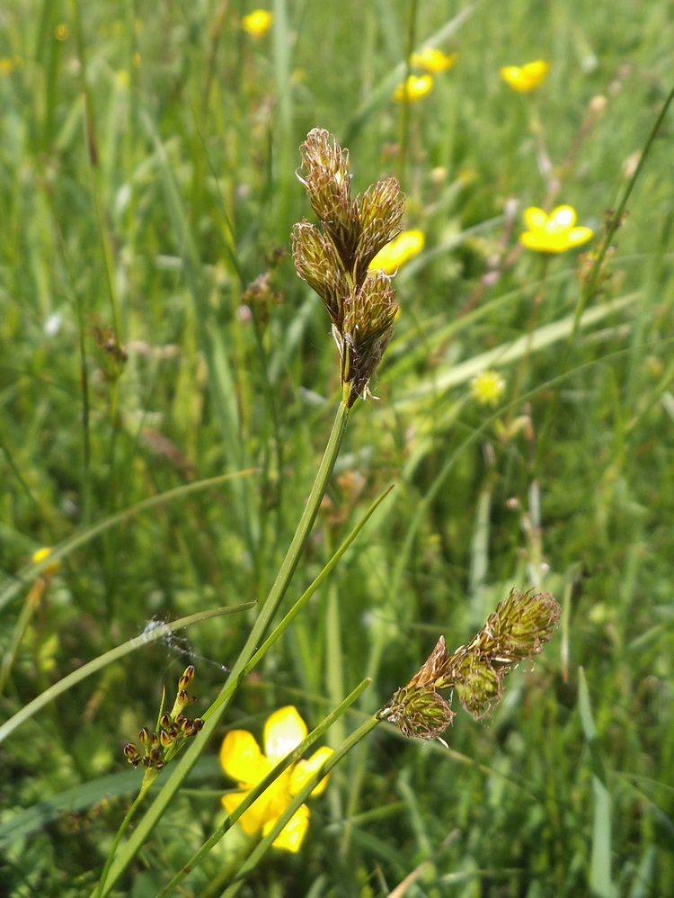 Image of Carex leporina specimen.