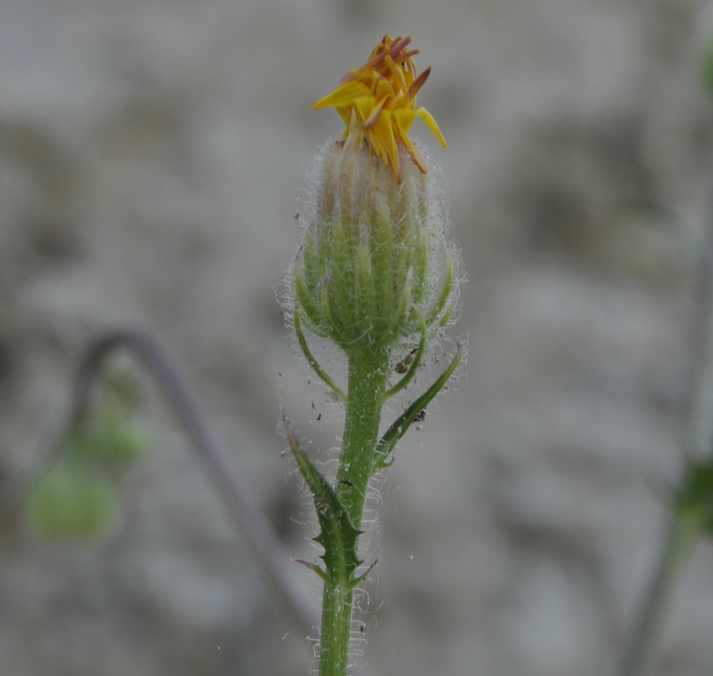 Изображение особи род Crepis.