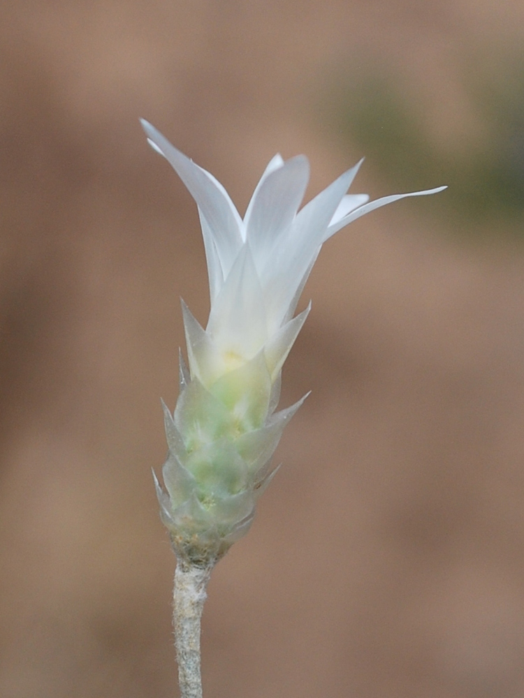 Image of Xeranthemum longepapposum specimen.