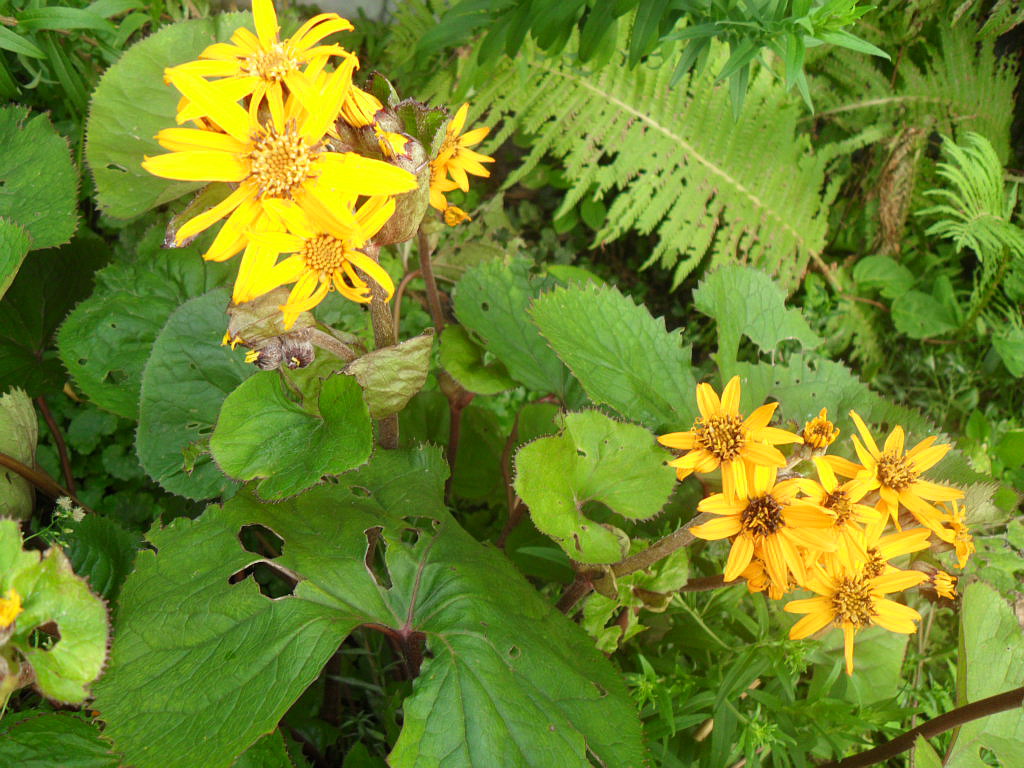 Image of Ligularia dentata specimen.