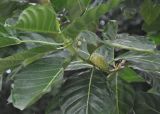 Morinda citrifolia