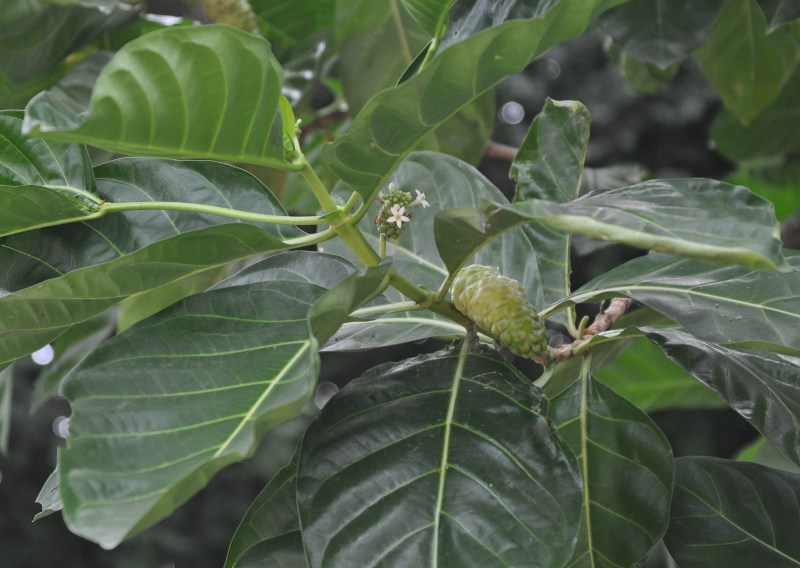 Image of Morinda citrifolia specimen.