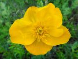 Trollius uncinatus. Цветок. Республика Бурятия, Баунтовский эвенкийский р-н, окр. пос. Северный, долина р. Има, сырой луг с кустарниками. 24.06.2013.