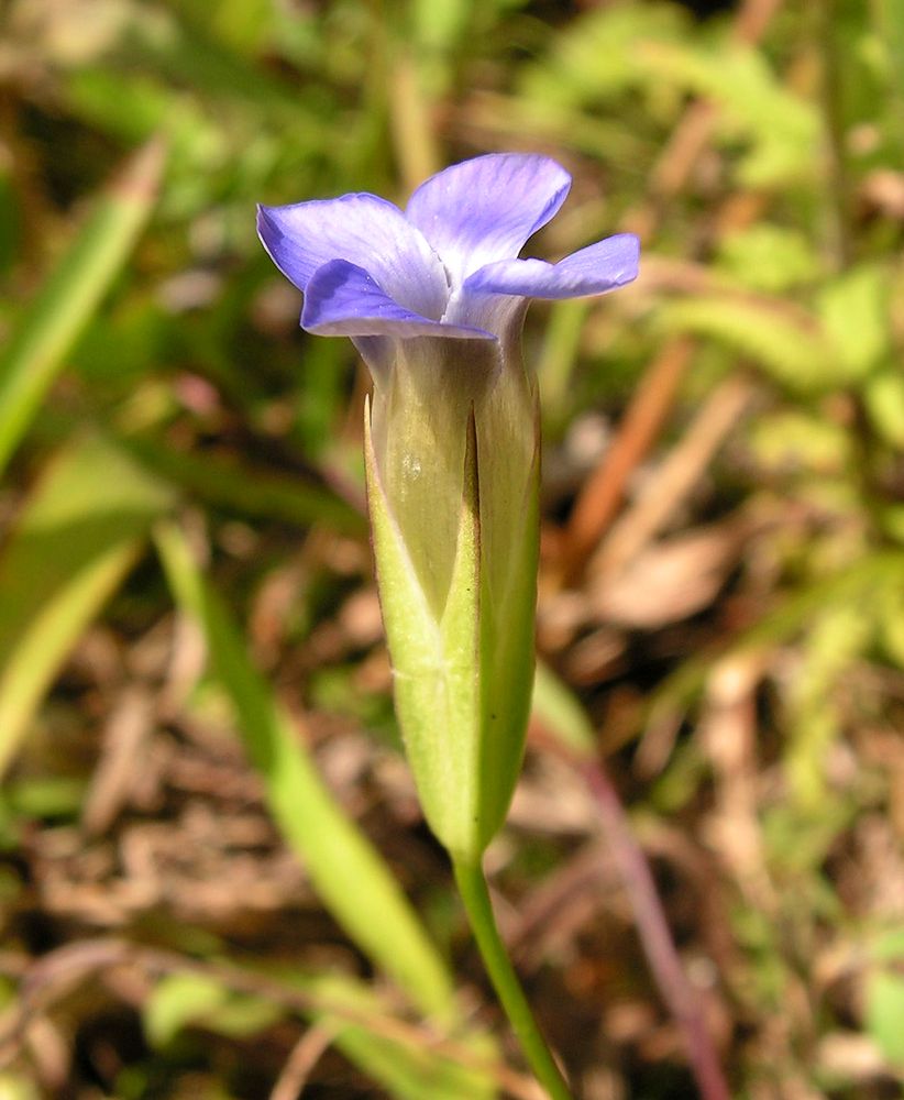 Image of Gentianopsis komarovii specimen.