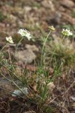 Scabiosa bipinnata