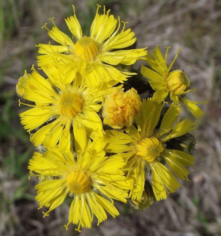 Изображение особи род Hieracium.