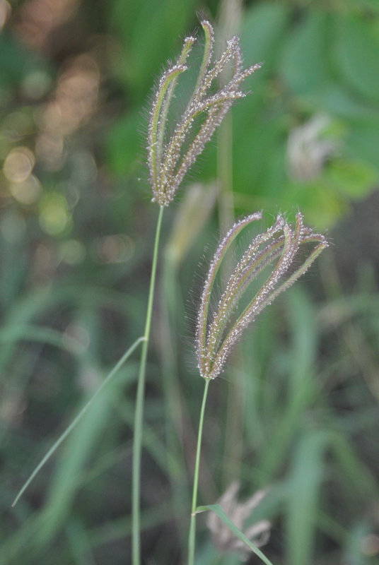 Image of Chloris barbata specimen.