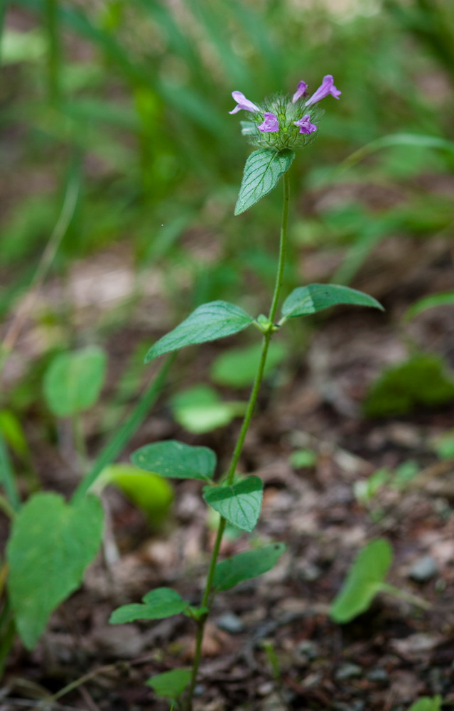 Image of Clinopodium vulgare specimen.