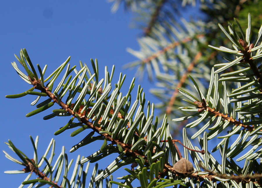 Image of Picea omorika specimen.