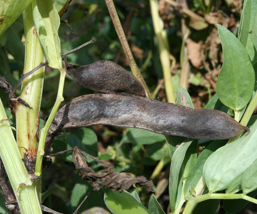 Image of Vicia faba specimen.